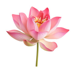 Fototapeta premium lotus flower isolated on white