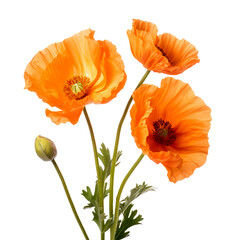 Naklejka premium beautiful flowers isolated on white