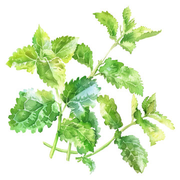 acuarela de menta verde