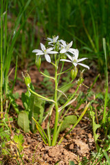 Ornithogalum umbellatum. Star of Bethlehem, plants with flowers with white petals.