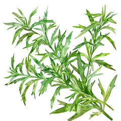 Obraz premium Fresh green leaves of dill herb.