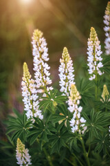 White lupins in the field
