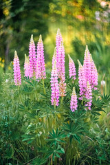 Fototapeta premium Pink lupins in the field