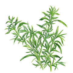Fototapeta premium Green leaves of a plant isolated on transparent background.