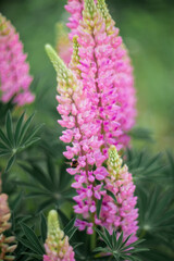Pink lupins in the field