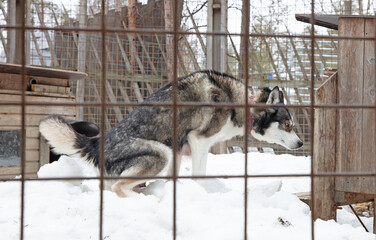 Husky dog in Finland, waiting in a kennel