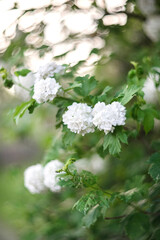Flowers of decorative viburnum 
