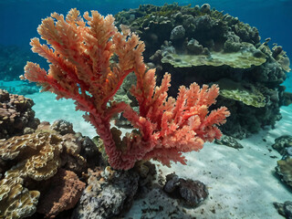Naklejka premium coral reef