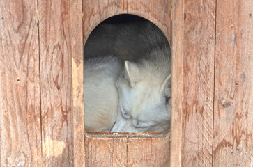 Husky dog in a wooden kennel in the snow, Lapland, Finland