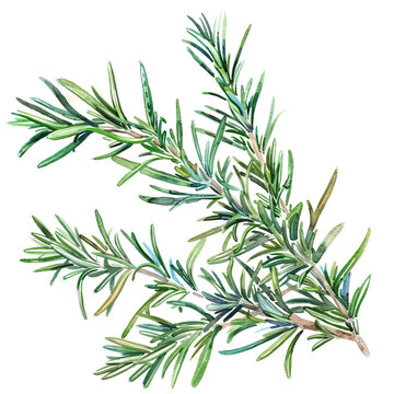 Green rosemary herb. Isolated on transparent background.
