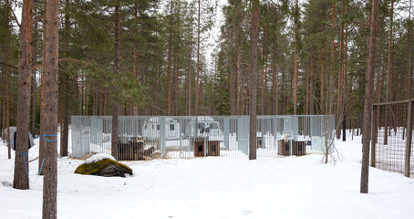 Husky dog in Finland, waiting in a kennel