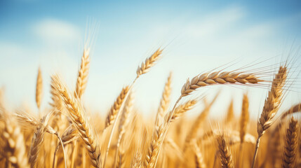 Fototapeta premium Golden Wheat Field Under Clear Blue Sky