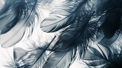 Obraz premium Abstract close-up of delicate black and white feathers floating softly, creating a dreamy and ethereal visual effect.