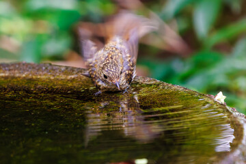 泉で水浴びをする可愛いキビタキ（ヒタキ科）の幼鳥。

日本国神奈川県秦野市、弘法山公園、権現山バードサンクチュアリにて。
2022年7月撮影。

A lovely juvenile Narcissus Flycatcher (Ficedula narcissina) bathing in a spring.
