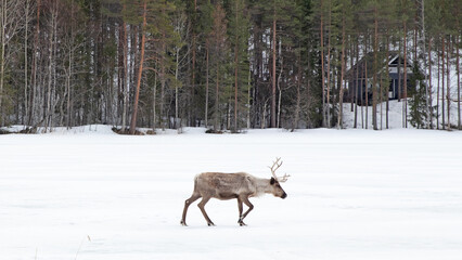 Fototapeta premium Reindeer crossing a frozen lake, farming in Finland