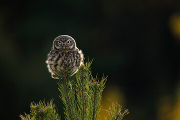 Owl at sunset. Little owl, Athene noctua, perched on pine in last evening sunrays. Wild owl of...