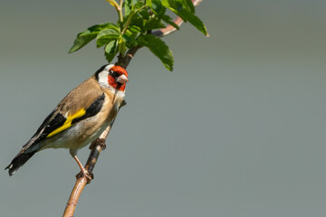 Goldfinch on a branch close up with a beautiful bokeh background