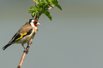 Goldfinch on a branch close up with a beautiful bokeh background