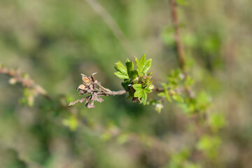 Shrubby Cinquefoil leaves