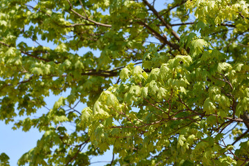 Norway maple branches