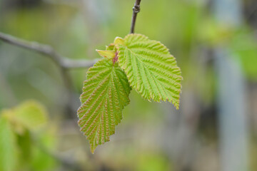 Common hazel Lombardii leaves
