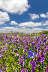Spring landscape in White Carpathians, Southern Moravia, Czech Republic