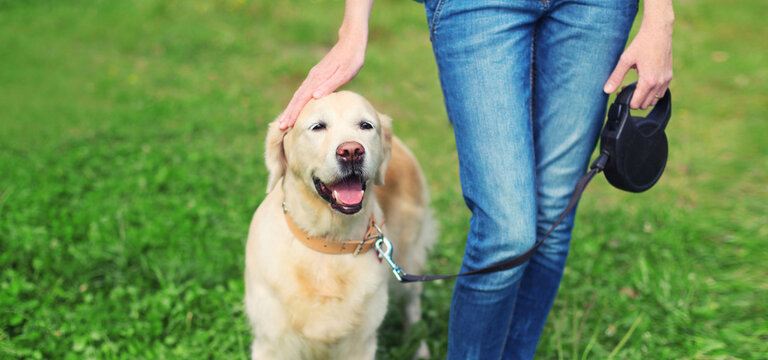 Owner woman walking with Golden Retriever dog on leash in summer park