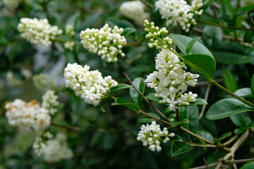 Fleurs de troène au printemps en gros plan