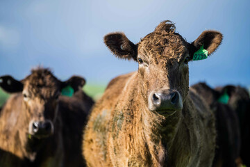 beautiful cattle in Australia  eating grass, grazing on pasture. Herd of cows free range beef being...