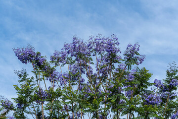 Purple inflorescences on branches of jacaranda trees (Jacaranda mimosifolia) growing in “Infinity” fountain against background of blue spring sky. Public landscape park “Krasnodar” or “Galitsky Park”