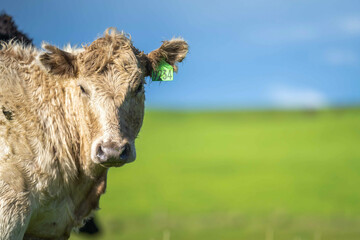 livestock restoring landscape through farming with cows