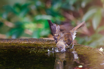 泉で水浴びをする可愛いキビタキ（ヒタキ科）の幼鳥。

日本国神奈川県秦野市、弘法山公園、権現山バードサンクチュアリにて。
2022年7月撮影。

A lovely juvenile Narcissus Flycatcher (Ficedula narcissina) bathing in a spring.
