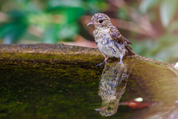 泉で水浴びをする可愛いキビタキ（ヒタキ科）の幼鳥。

日本国神奈川県秦野市、弘法山公園、権現山バードサンクチュアリにて。
2022年7月撮影。

A lovely juvenile Narcissus Flycatcher (Ficedula narcissina) bathing in a spring.
