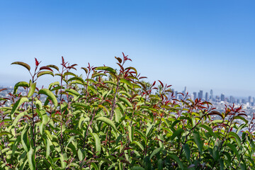 Malosma is a plant genus which contains only a single species, Malosma laurina， laurel sumac and lentisco (Spanish)，Plants at Griffith Observatory, Los Angeles, California