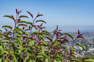 Malosma is a plant genus which contains only a single species, Malosma laurina， laurel sumac and...