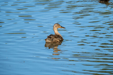 Pato en el agua con movimiento 