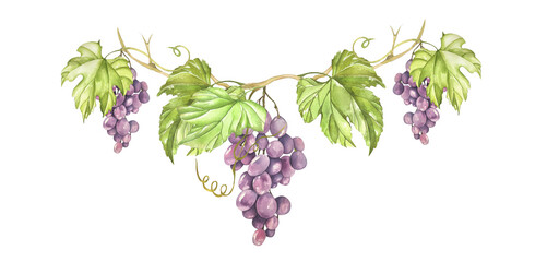 Sprig Purple Grapes with Vine, Green Leaves and Bunches of Berries. Watercolor illustration. For Menus, Recipes, Wine and Juice Labels, Business Cards, Postcards, Invitations © Lidiia