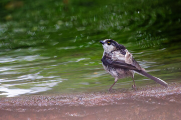 泉で水浴びをする可愛いエナガ（エナガ科）の群れ。

日本国神奈川県秦野市、弘法山公園、権現山バードサンクチュアリにて。
2022年7月撮影。

A flock of lovely long-tailed tit (Aegithalos caudatus) bathing in a spring.
