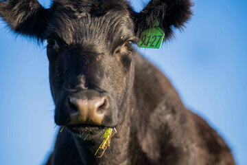 Beef cows and calves grazing on grass on a beef cattle farm in  Australia. breeds include murray...