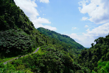 Beauty morning with a mountain full of tree