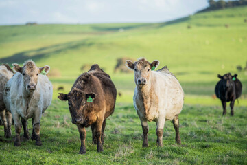 Fototapeta premium Stud beef cows in a field on a farm in England. English cattle in a meadow grazing on pasture in springtime. Green grass growing in a paddock on a sustainable agricultural ranch.