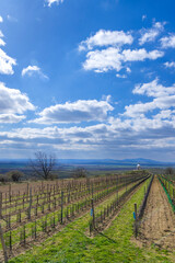 Naklejka premium Vineyard near Velke Bilovice, Southern Moravia, Czech Republic