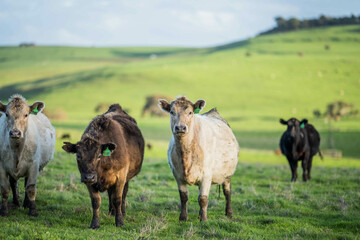 Stud beef cows in a field on a farm in England. English cattle in a meadow grazing on pasture in springtime. Green grass growing in a paddock on a sustainable agricultural ranch.