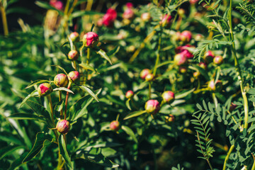 Obraz premium Big bush of non opened peon buds.