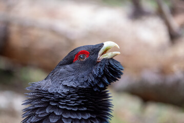 mountain rooster