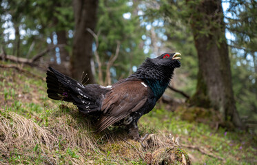 mountain rooster