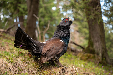 mountain rooster