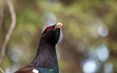 mountain rooster