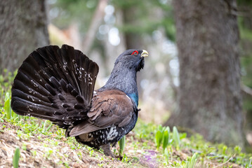 male