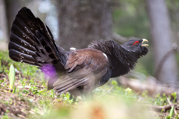 mountain rooster
